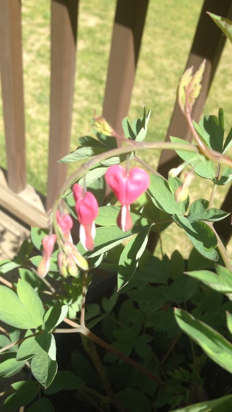 Bleeding Hearts (Photo by Michael Clark)