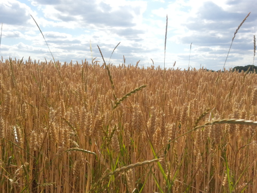 Jesus: "Truly, truly, I say to you, unless a grain of wheat falls into the earth and dies, it remains alone; but if it dies, it bears much fruit." (Photo by Susanne Schuberth)