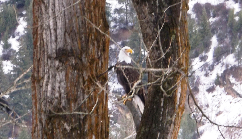 Lone Bald Eagle