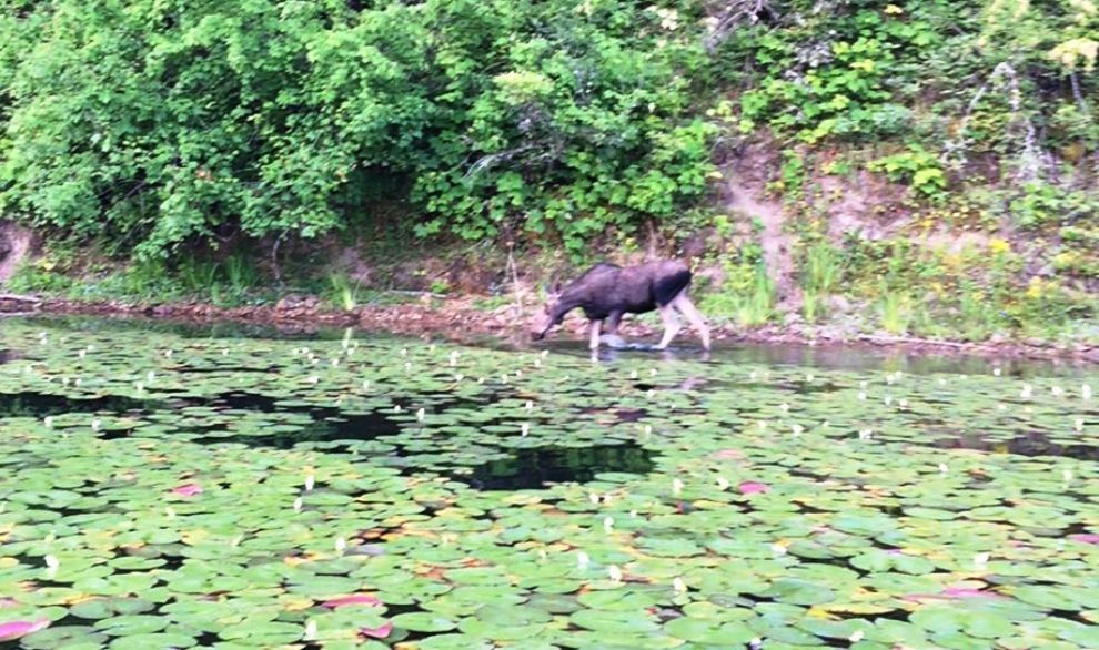 Fernan young bull moose