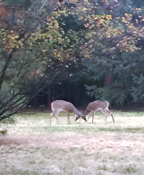 Two bucks sparring