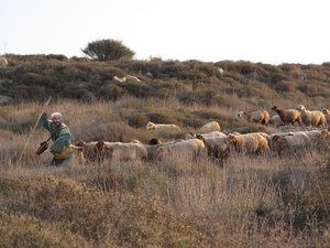018-shepherds-sheep
