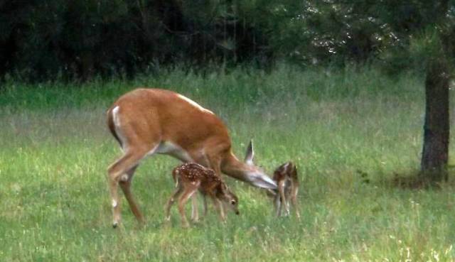 Doe & twins 2013-web