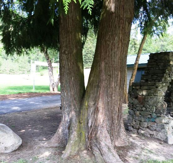 Two trees-one trunk