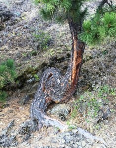 grow where you are planted