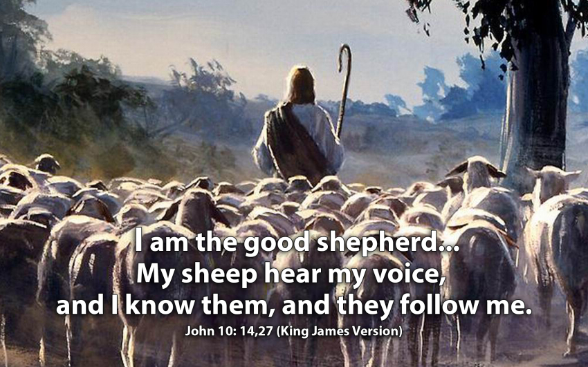my sheep hear my voice